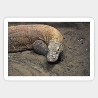 Komodo Dragon Sticker